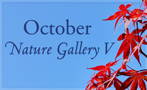 October Nature Gallery V