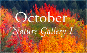 October Nature Gallery I
