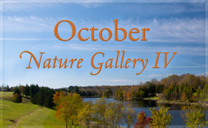 October Nature Gallery IV