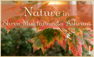 Nature in Shree Muktananda Ashram I
