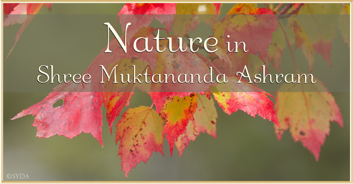 October 2021: Nature in Shree Muktananda Ashram