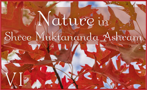 Nature in Shree Muktananda Ashram VI