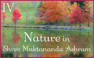 Nature in Shree Muktananda Ashram IV