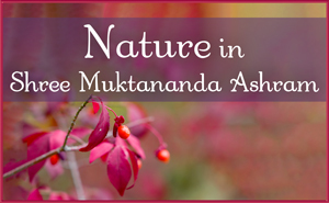 Nature in Shree Muktananda Ashram