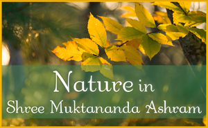 Nature in Shree Muktananda Ashram