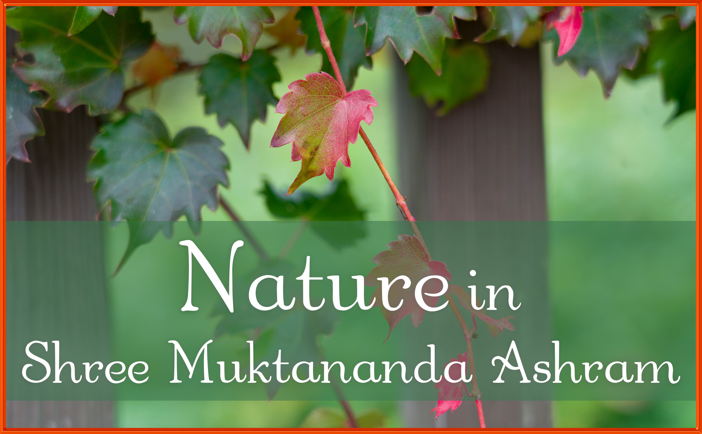 Nature in Shree Muktananda Ashram