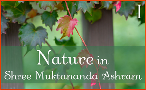 Nature in Shree Muktananda Ashram I