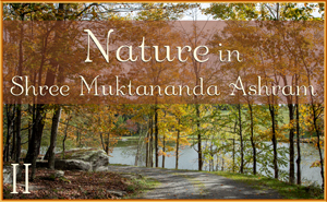 Nature in Shree Muktananda Ashram II