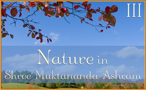 Nature in Shree Muktananda Ashram III