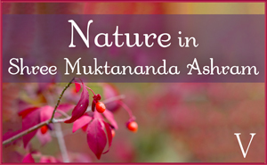 Nature in Shree Muktananda Ashram V