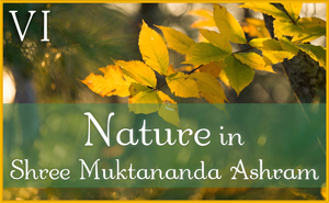 Nature in Shree Muktananda Ashram VI