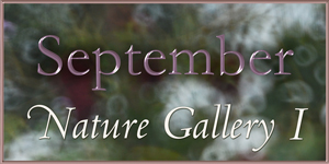Nature Gallery Part 1