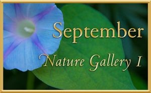 September Nature Gallery 1
