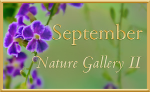 September Nature Gallery 2