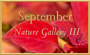 September Nature Gallery 3