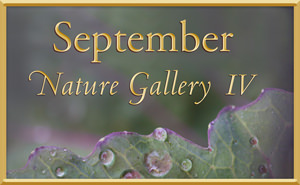 September Nature Gallery 4