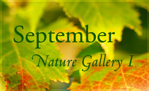 September Nature Gallery I