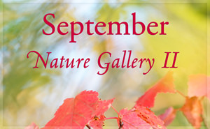 September Nature Gallery II