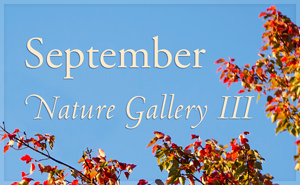 September Nature Gallery III