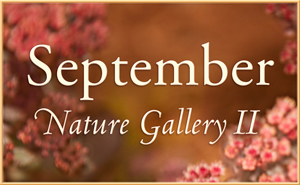 September Nature Gallery 