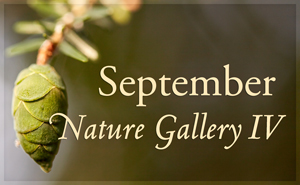 September Nature Gallery IV