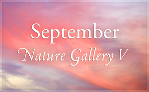 September Nature Gallery V