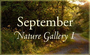 September Nature Gallery I