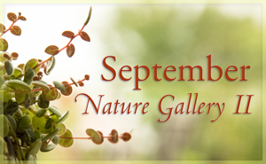 september Nature Gallery II