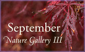 september Nature Gallery III