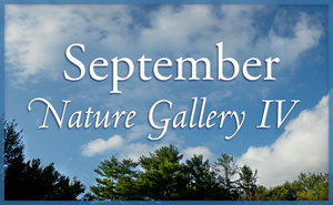 September Nature Gallery IV