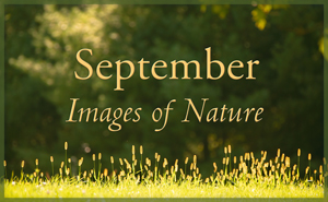 September Nature Gallery