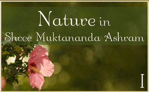 Nature in Shree Muktananda Ashram II