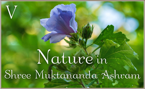Nature in Shree Muktananda Ashram V