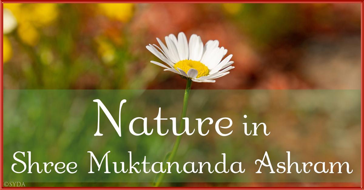 September 2023: Nature in Shree Muktananda Ashram II