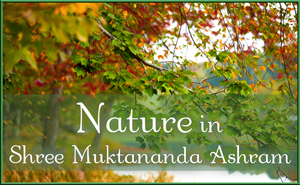 Nature in Shree Muktananda Ashram