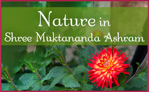 Nature in Shree Muktananda Ashram