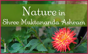 Nature in Shree Muktananda Ashram I