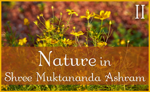 Nature in Shree Muktananda Ashram II