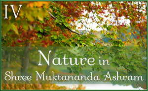 Nature in Shree Muktananda Ashram IV