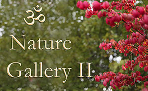 AUM Nature Gallery II