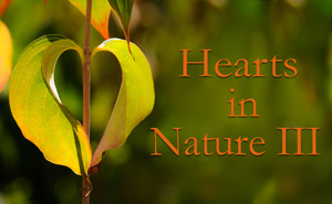 Hearts in Nature -Part III