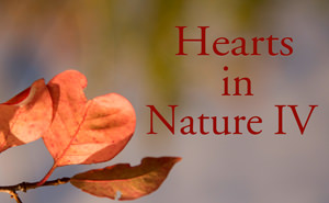 Hearts in Nature -Part III