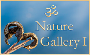 Nature Gallery I