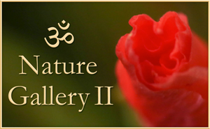 Nature Gallery II