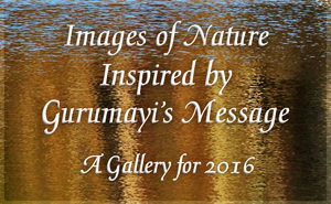 Photographs of Nature Inspired by Gurumayi's Message - A Gallery for 2016