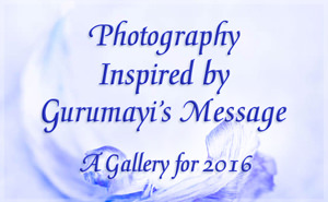 Photography Inspired by Gurumayi's Message - A Gallery for 2016