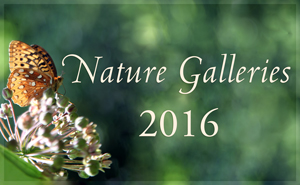 Nature Gallery 2016