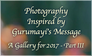 Photography Inspired by Gurumayi's Message - A Gallery for 2017