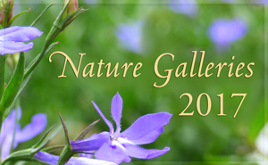 Nature Gallery 2017