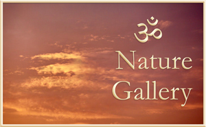 Aum Nature Gallery